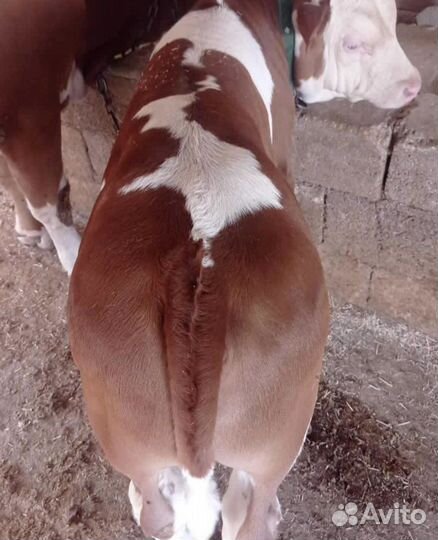 Бычки молодняк