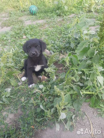 Щенки в добрые руки