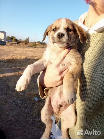 Метис хаски щенки