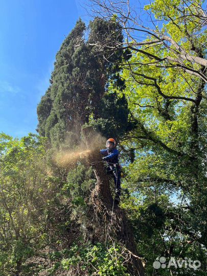 Спил деревьев расчистка участков