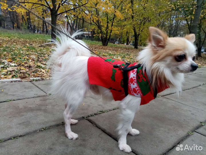 Чихуахуа вязка