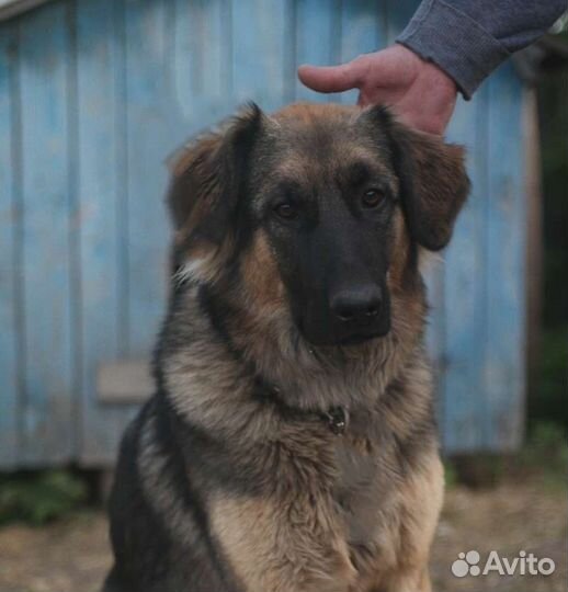 Кавказская овчарка метис