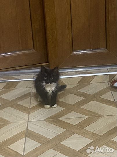 Котята в добрые руки даром