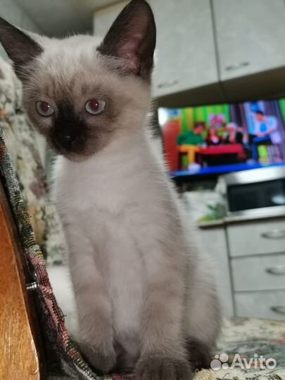 Сиамские котята