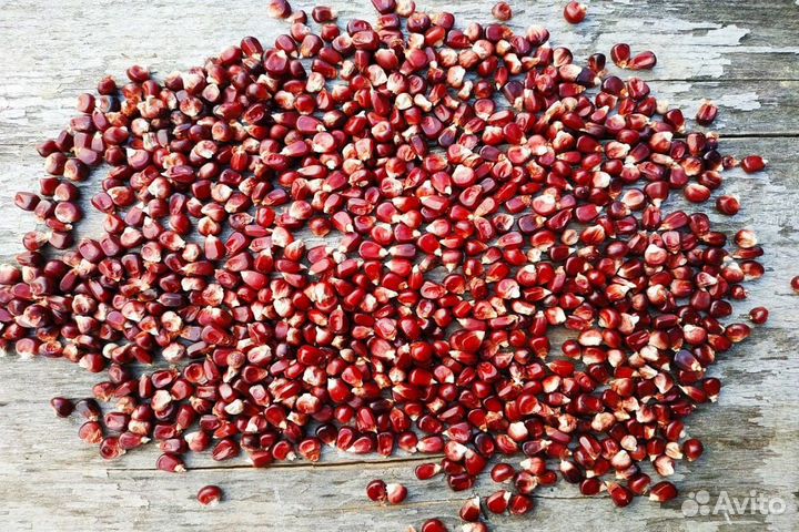 Кукуруза Стеклянная красная (семена)