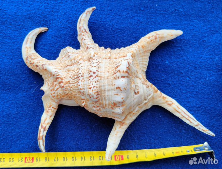 Морские раковины и кораллы коллекция