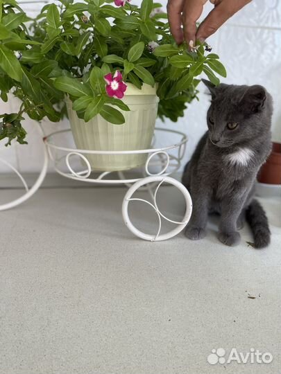 Котенок мальчик серый