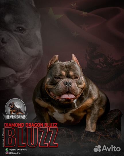 Вязка американский булли из Китая