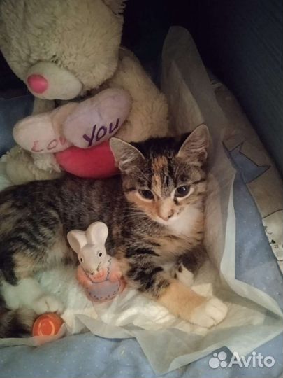 Котёнок в добрые руки