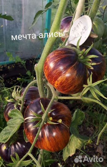 Рассада редких сортов помидор