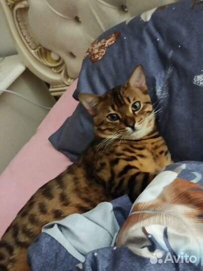 Бенгальский кот ищет кошечку для вязки