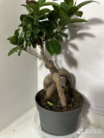 Фикус микрокарпа Бонсай