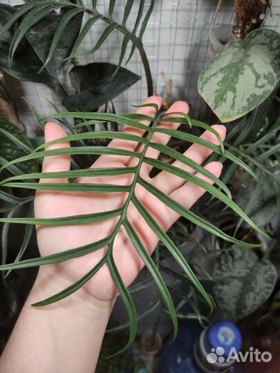 Филодендрон тортум