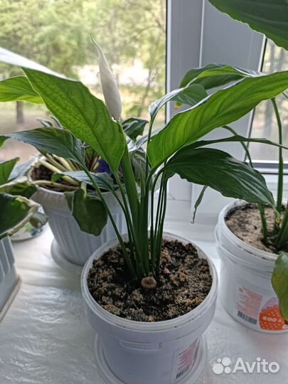 Спатифиллум