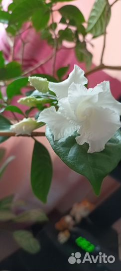 Продам цветок табернемонтана