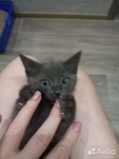 Отдам котëнка британца