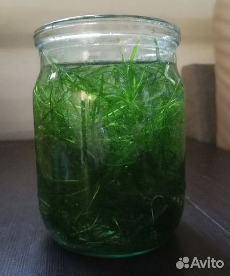 Аквариумное растение