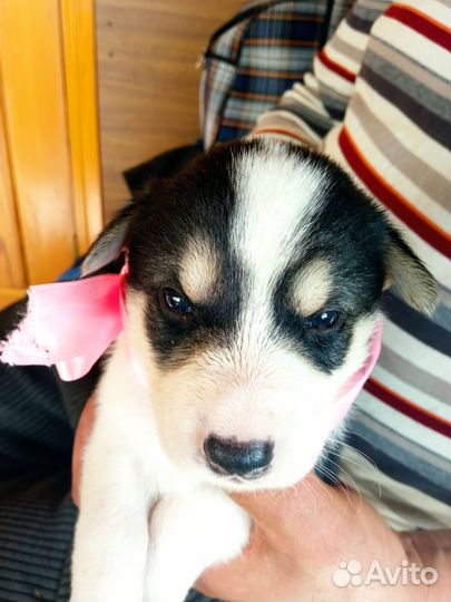 Щенки сибирской хаски