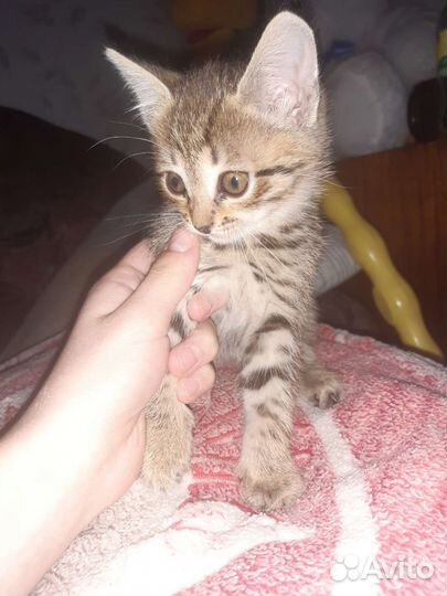 Отдам котят в добрые руки