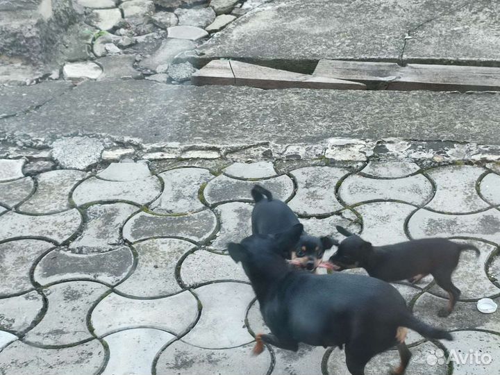 Русский Той