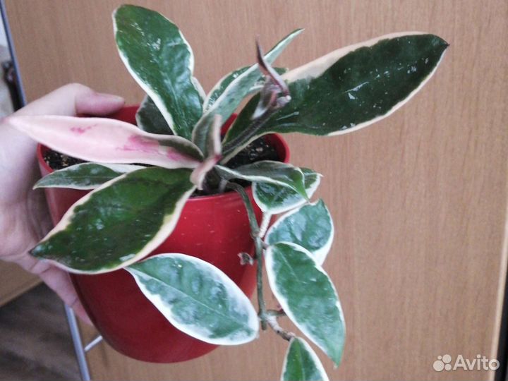 Хойя Кримсон квин