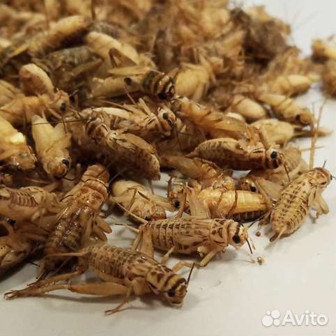 Заморозка сверчков