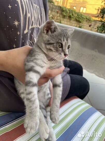Отдам кота в добрые руки