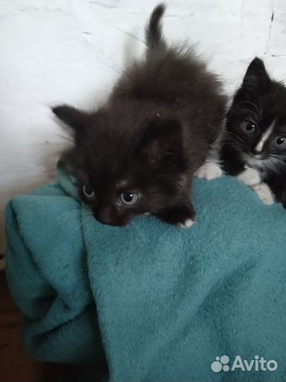Отдам котят