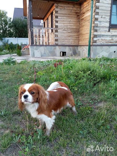 Кавалер Кинг Чарльз спаниель вязка