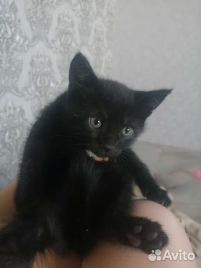 Котята в добрые руки бесплатно