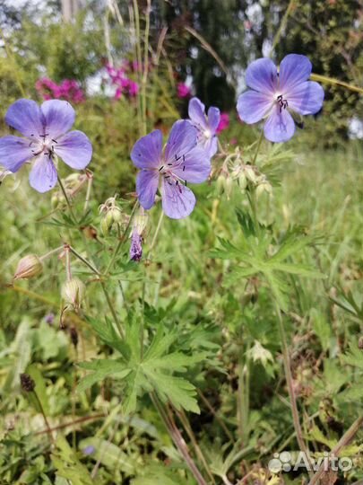 По 70 Цветущие садовые многолетники.Цветы.Много