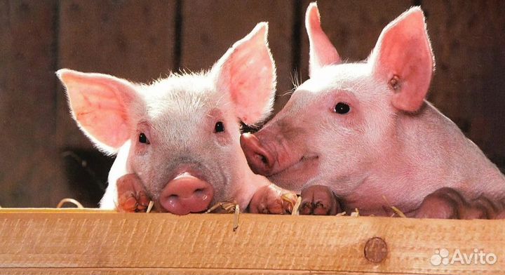 Поросята