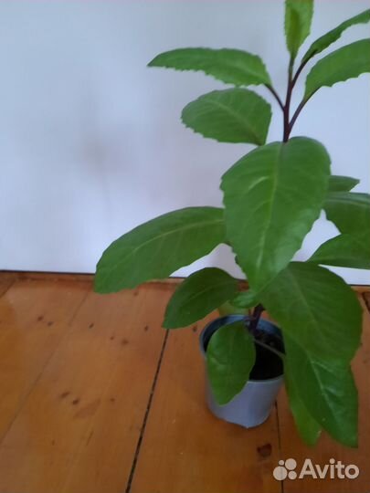 Джанура лечебный цветок