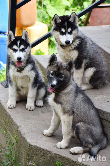 Сибирский хаски щенки