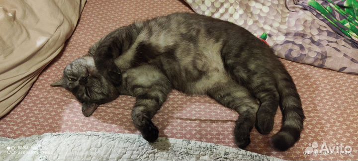 Кот Масон