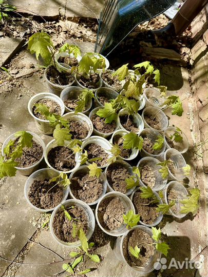 Клён саженцы