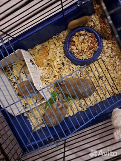 Иглистые мыши