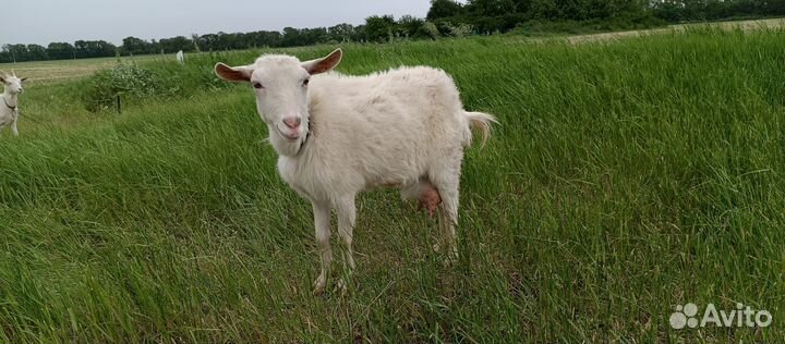 Зааненская дойная коза