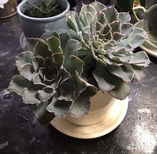 Суккуленты