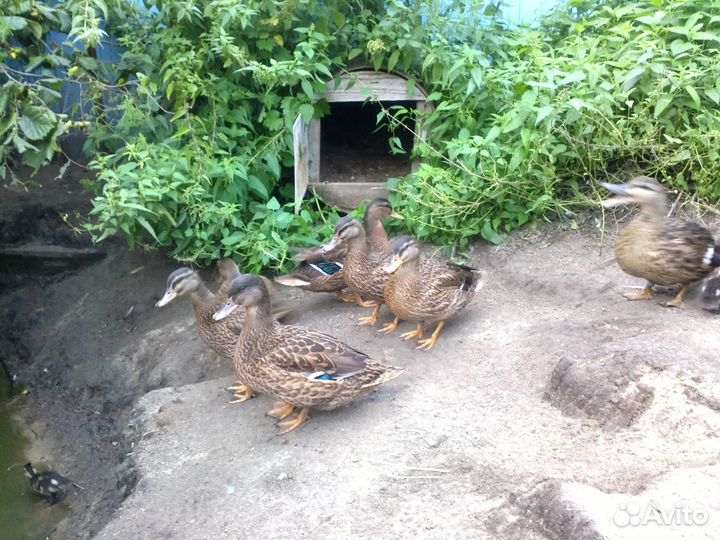 Утки подсадные