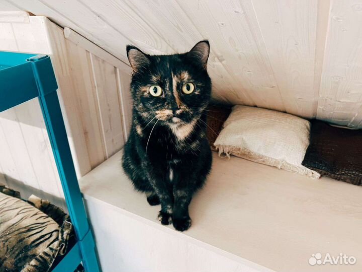 Кошка
