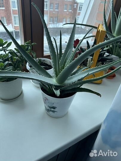 Алоэ вера и каланхоэ