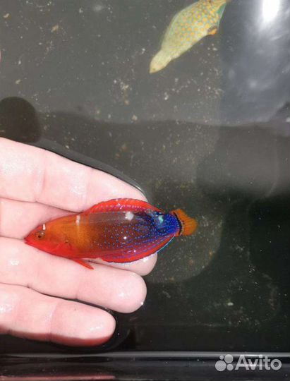 Морские рыбы
