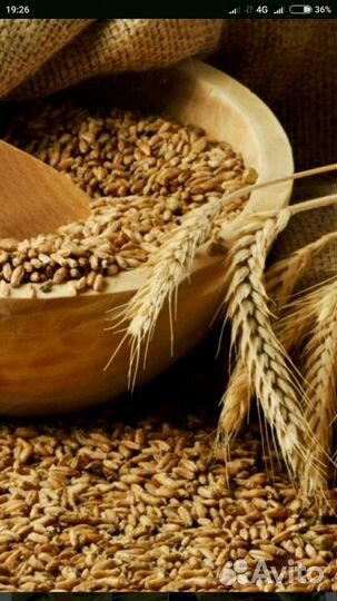 Пшеница