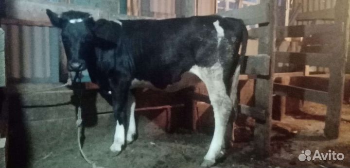 Коровы и телки