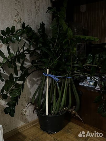 Замиокулькас