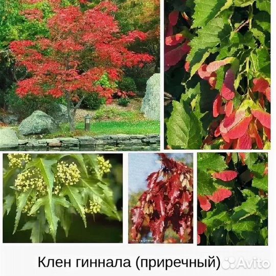 Клен гиннала