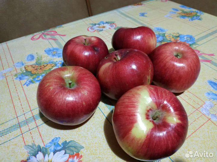 Саженцы плод. дер./Доставка/Отправ