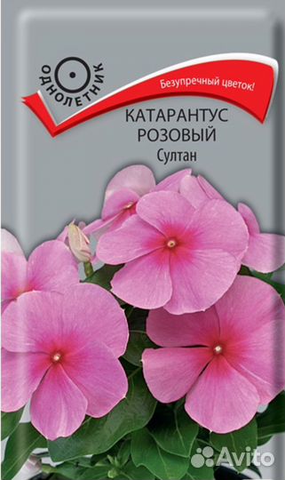 Катарантус