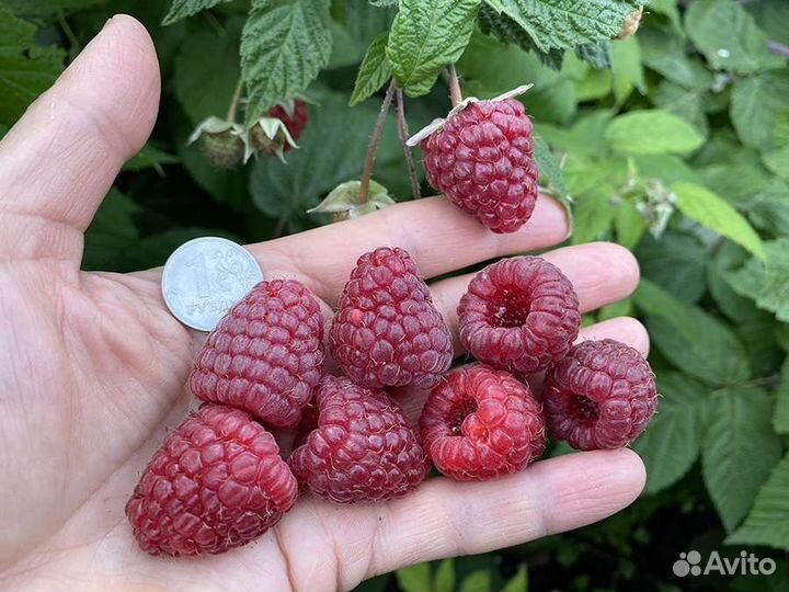 Ремонтантная малина Геракл